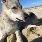 Maywa de L'Oree du loup à 5 mois