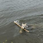 Maywa de L'Oree du loup à 6 mois