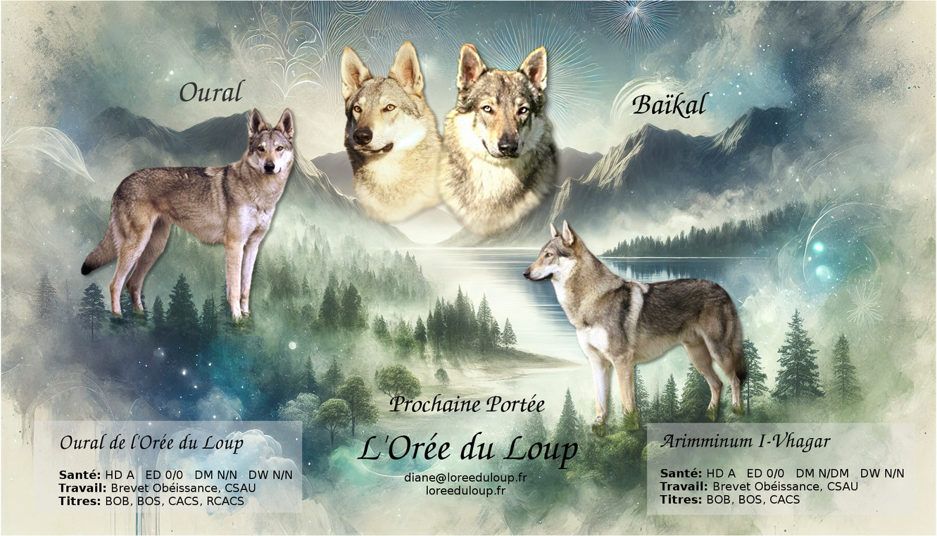 portée chien-loup tchécoslovaque L'Orée du Loup