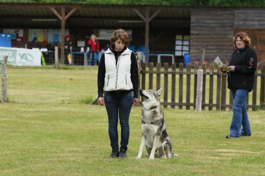 obéissance chien loup tchécoslovaque