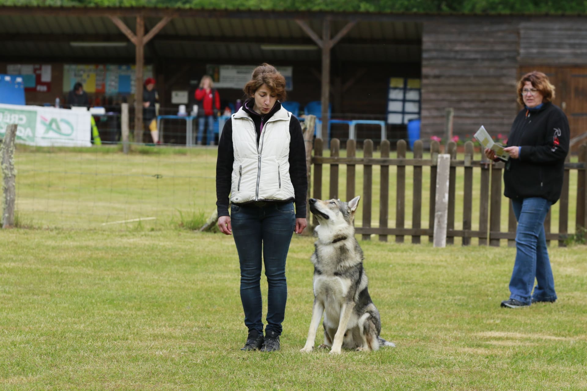 obéissance chien loup tchécoslovaque