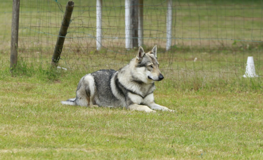 obéissance chien loup tchécoslovaque