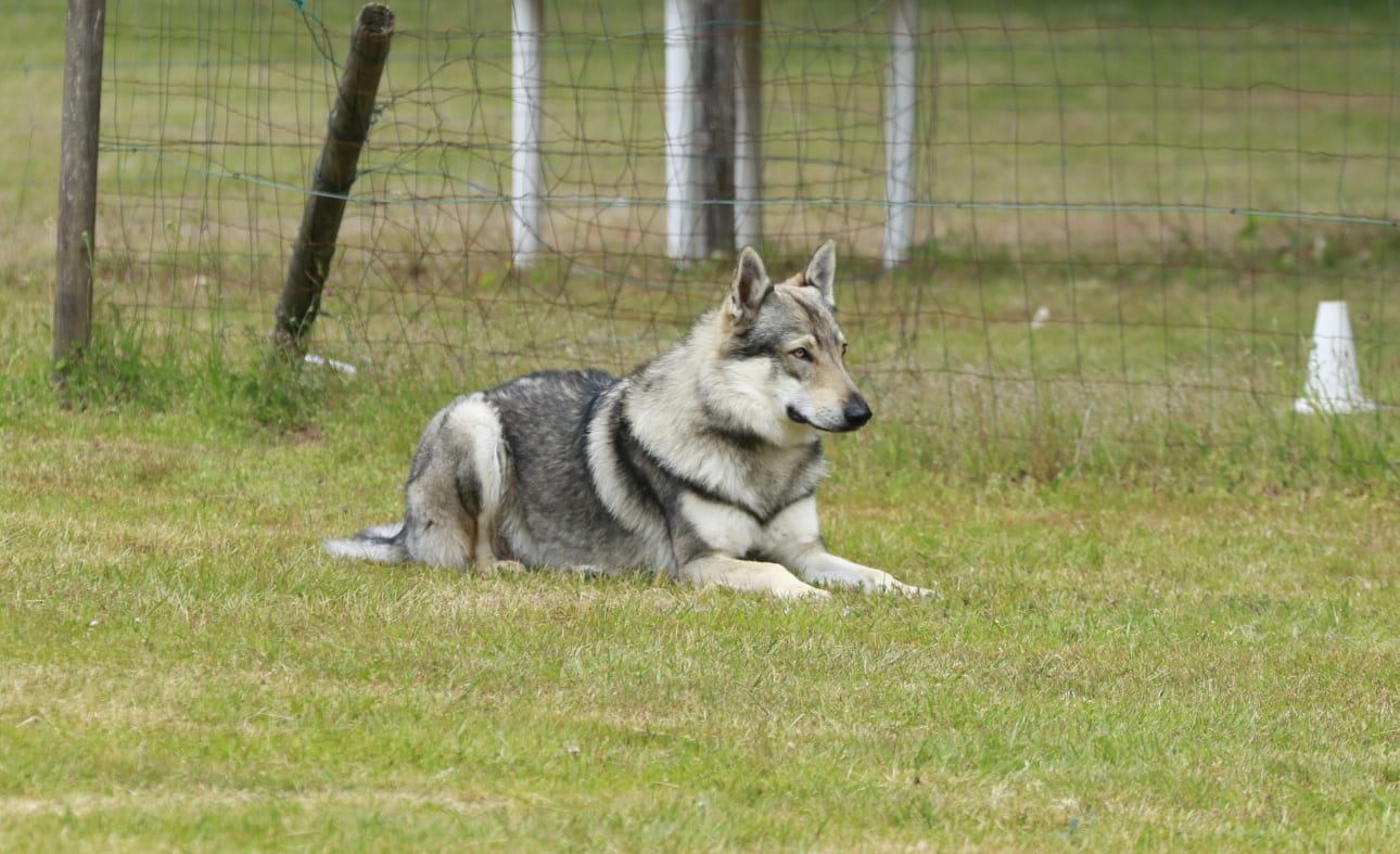 obéissance chien loup tchécoslovaque