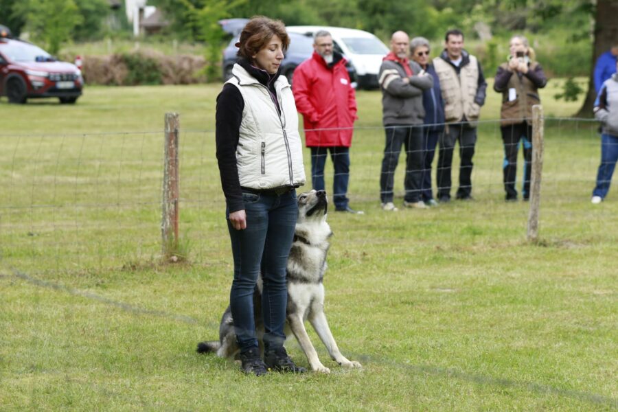obéissance chien loup tchécoslovaque