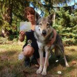 Brevet d'obéissance chien-loup tchécoslovaque