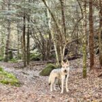 Chien-loup tchécoslovaque Aïka de l'Orée du Loup à 8 mois