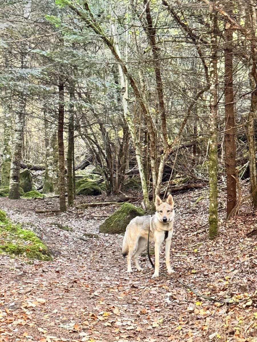 Chien-loup tchécoslovaque Aïka de l'Orée du Loup à 8 mois