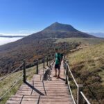 Chien-loup tchécoslovaque Aïka de l'Orée du Loup à 8 mois