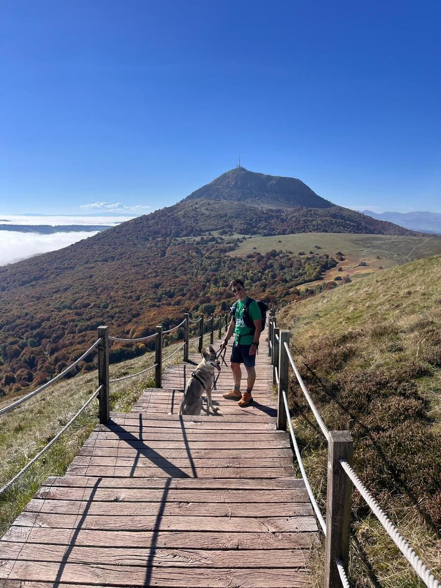 Chien-loup tchécoslovaque Aïka de l'Orée du Loup à 8 mois