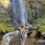 Chien-loup tchécoslovaque Aïka de l'Orée du Loup à 8 mois