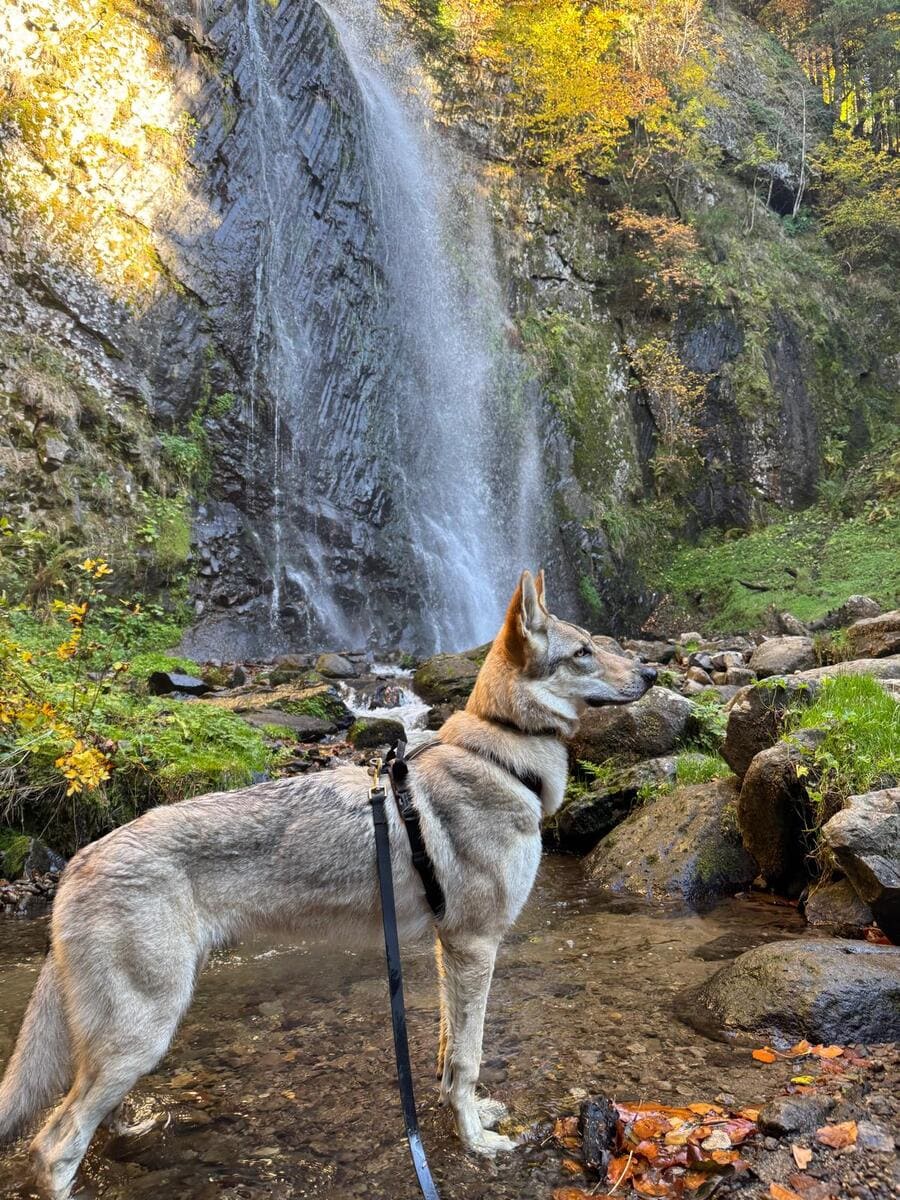 Chien-loup tchécoslovaque Aïka de l'Orée du Loup à 8 mois