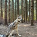 Chien-loup tchécoslovaque Aïka de l'Orée du Loup à 8 mois