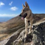 Chien-loup tchécoslovaque Aïka de l'Orée du Loup à 8 mois