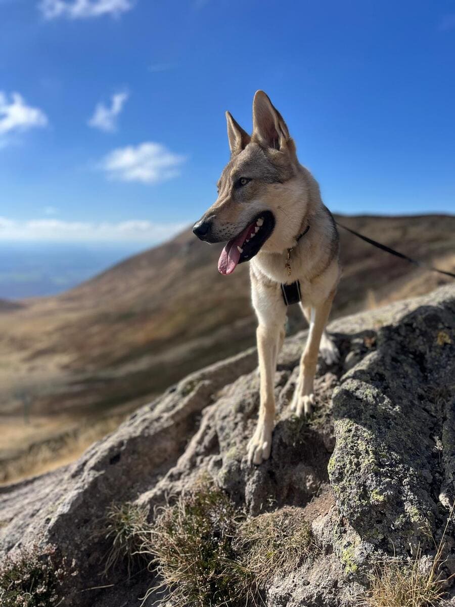 Chien-loup tchécoslovaque Aïka de l'Orée du Loup à 8 mois