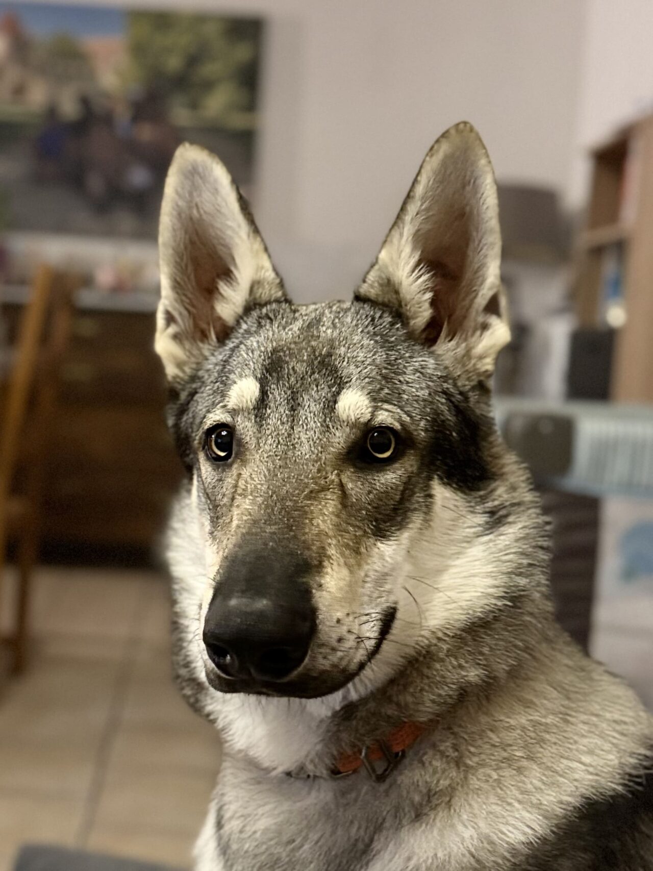 Amarok de l'Orée du Loup à 8 mois