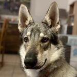 Amarok de l'Orée du Loup à 8 mois