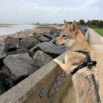 des nouvelles des chiots Aïka de l'Orée du Loup 11 mois