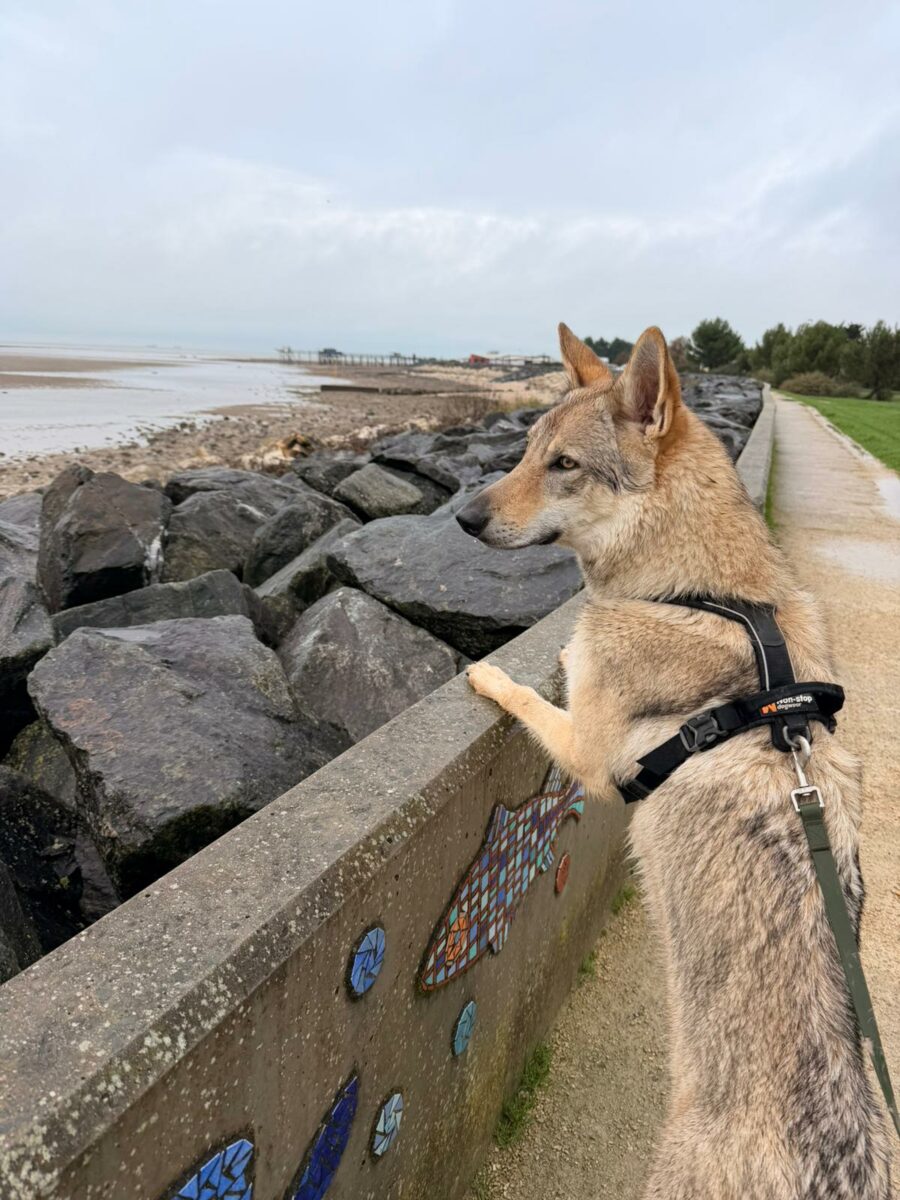 des nouvelles des chiots Aïka de l'Orée du Loup 11 mois