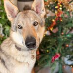 des nouvelles des chiots Aïka de l'Orée du Loup 11 mois