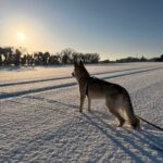 des nouvelles des chiots Aïka de l'Orée du Loup 11 mois