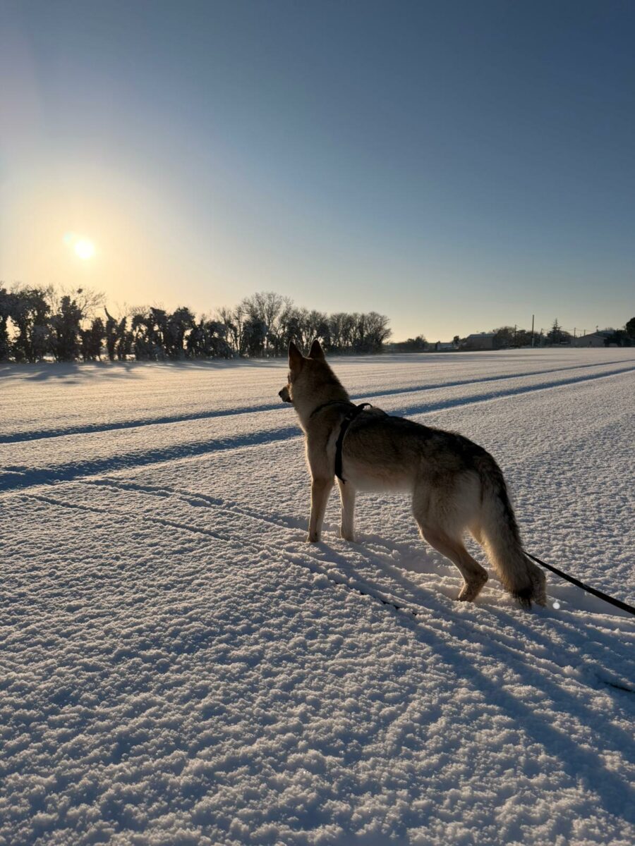 des nouvelles des chiots Aïka de l'Orée du Loup 11 mois