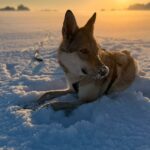 des nouvelles des chiots Aïka de l'Orée du Loup 11 mois