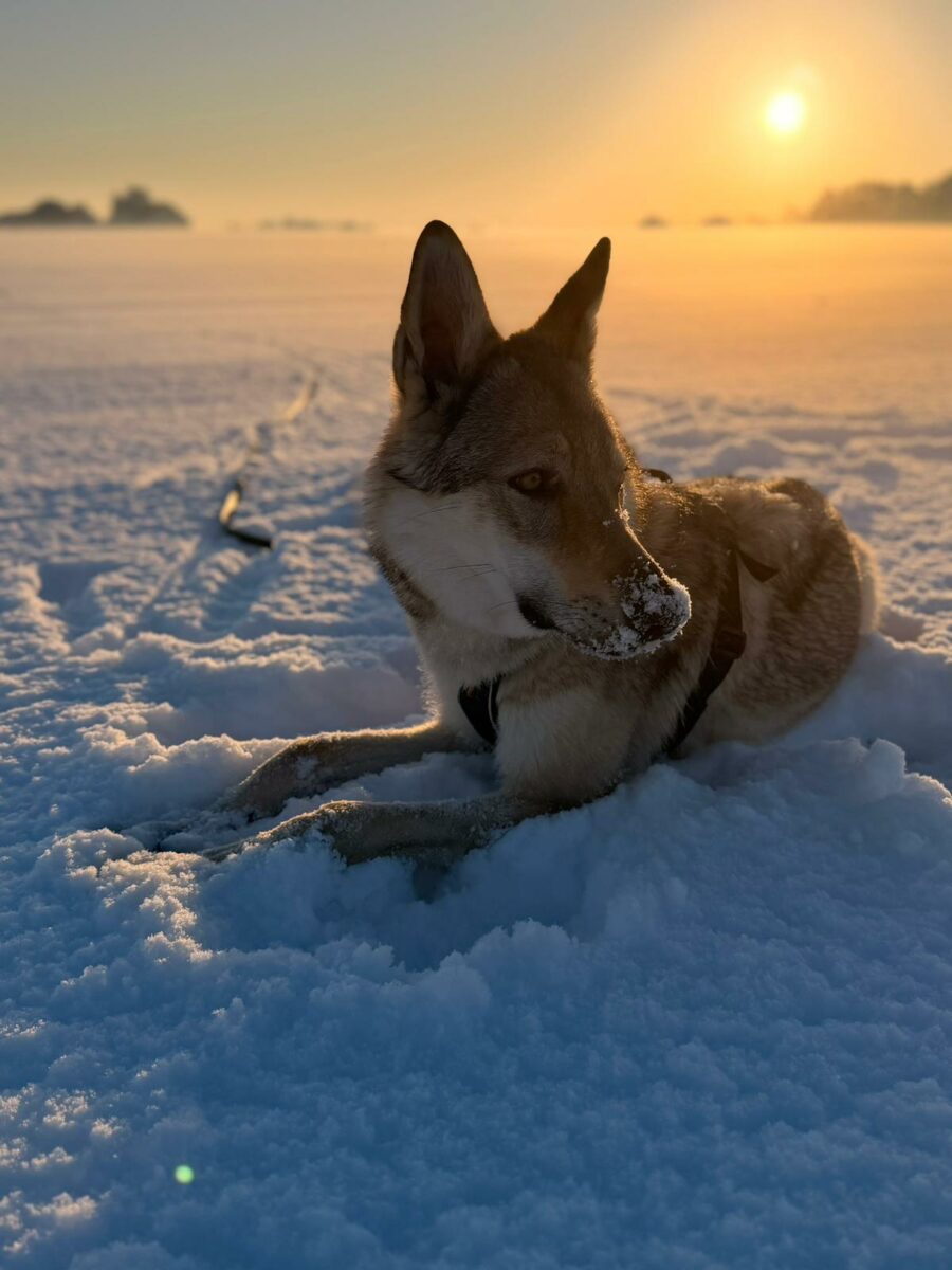 des nouvelles des chiots Aïka de l'Orée du Loup 11 mois