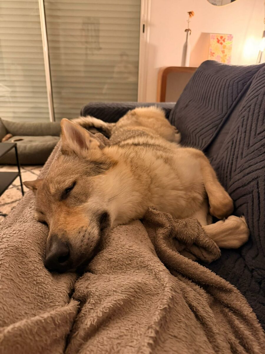 des nouvelles des chiots Aïka de l'Orée du Loup 11 mois