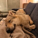 des nouvelles des chiots Aïka de l'Orée du Loup 11 mois