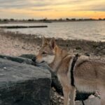 des nouvelles des chiots Aïka de l'Orée du Loup 11 mois