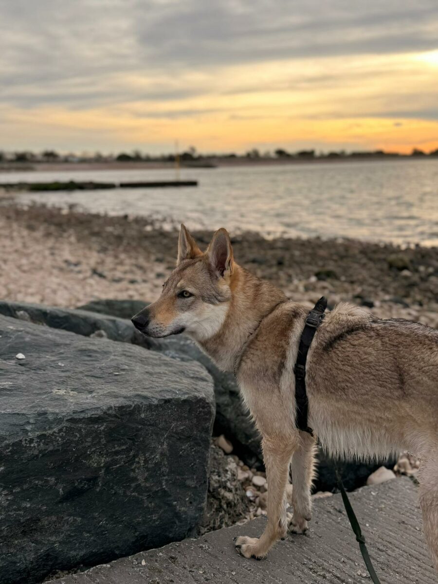 des nouvelles des chiots Aïka de l'Orée du Loup 11 mois