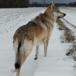 chien-loup tchécoslovaque Raoni de l'Orée du Loup dans la neige
