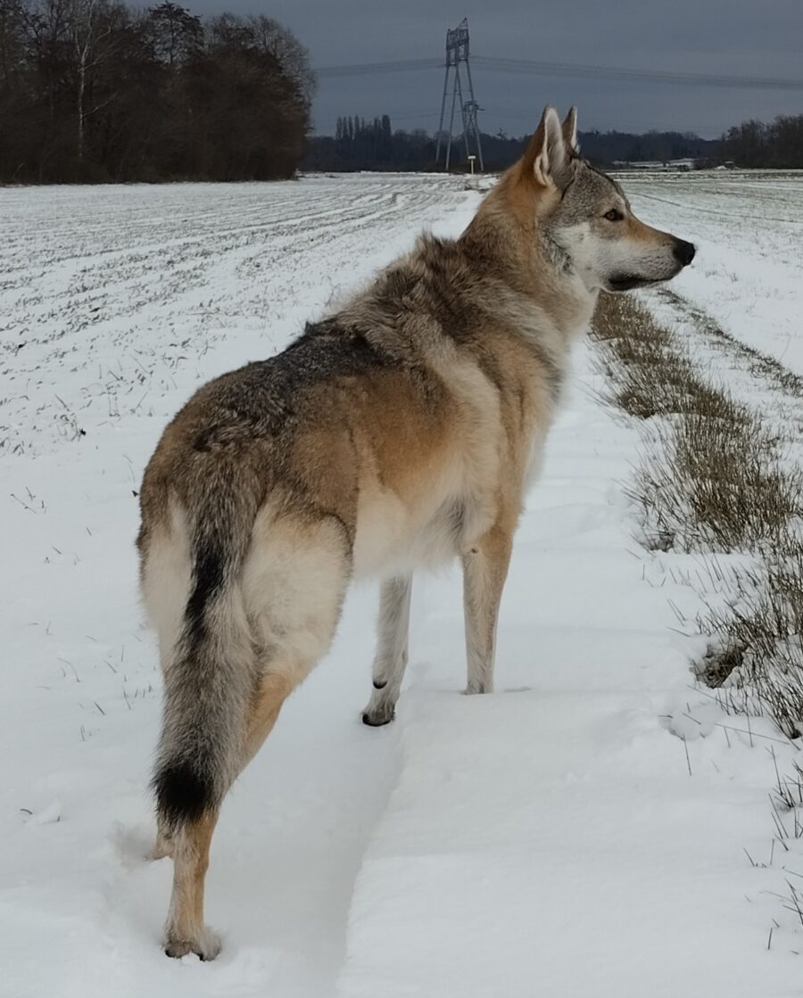 chien-loup tchécoslovaque Raoni de l'Orée du Loup dans la neige