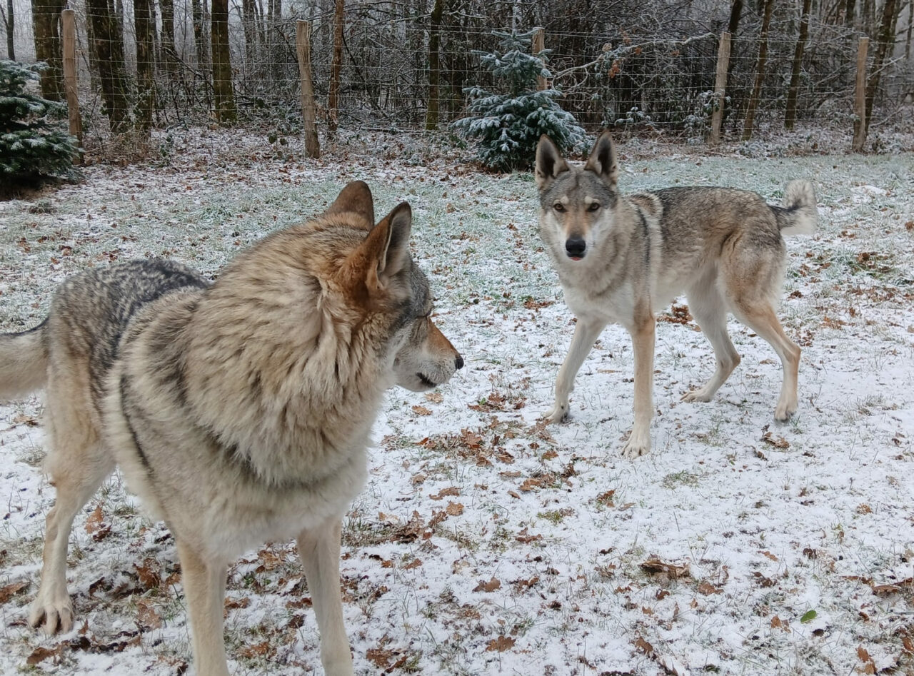 bonne année : chiens loups tchécoslovaques jouent dans la neige