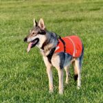 chien-loup dans les champs