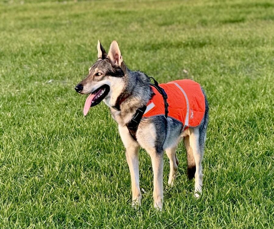 chien-loup dans les champs
