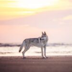 chiot de l'elevage de l'orée du loup à 1 an et demi