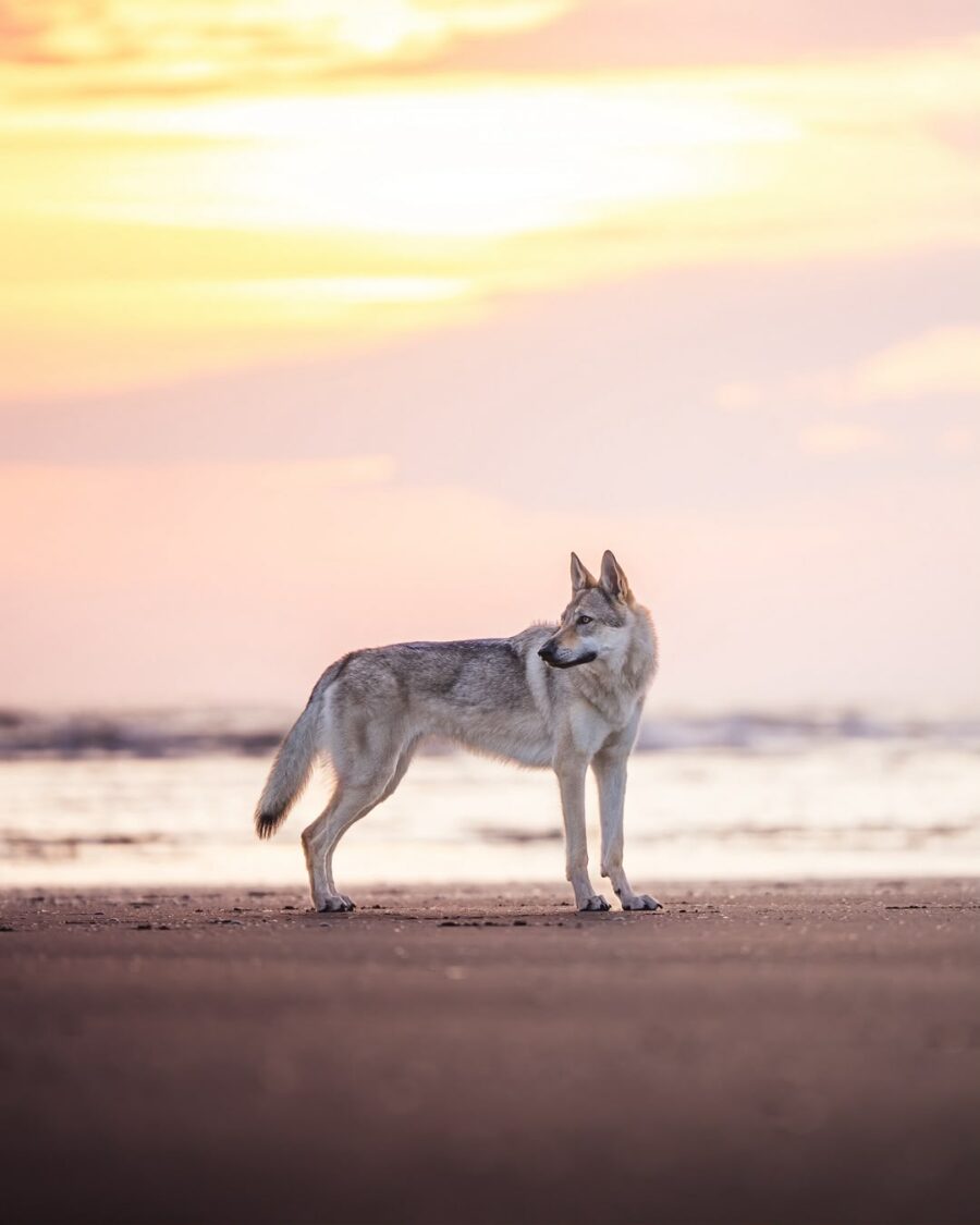 chiot de l'elevage de l'orée du loup à 1 an et demi