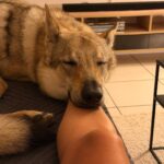 chiot de l'elevage de l'orée du loup à 1 an et demi
