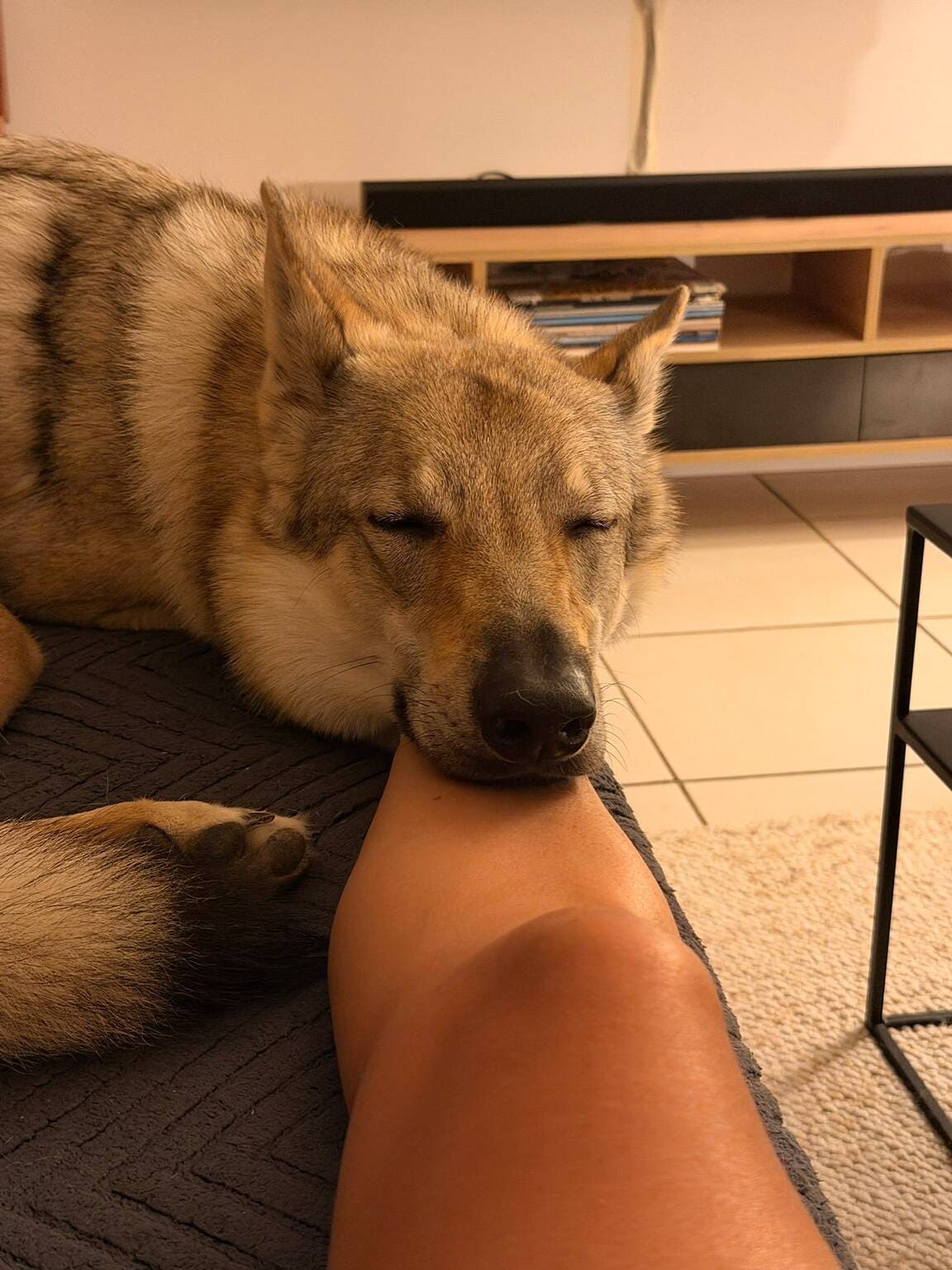chiot de l'élevage de l'orée du loup à 1 an et demi
