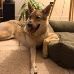 chiot de l'elevage de l'orée du loup à 1 an et demi