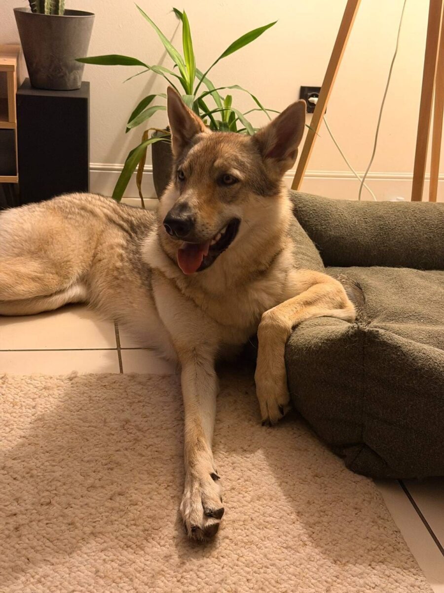 chiot de l'elevage de l'orée du loup à 1 an et demi