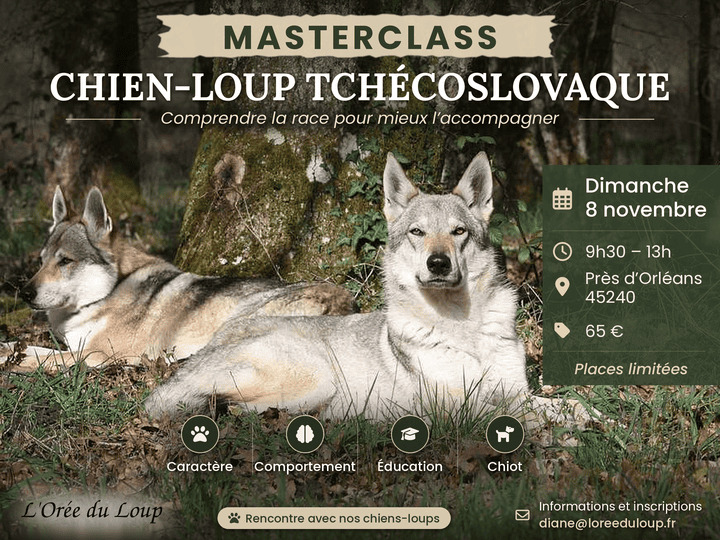 masterclass chien-loup tchécoslovaque