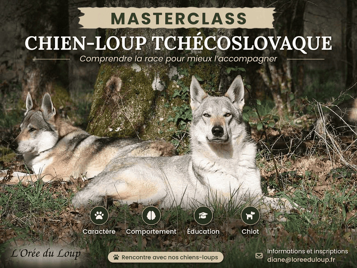 masterclass chien-loup tchécoslovaque