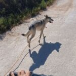 chiot chien loup tchécoslovaque de l'Orée du Loup à 1 an et demi