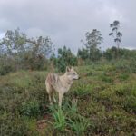 chiot chien loup tchécoslovaque de l'Orée du Loup à 1 an et demi