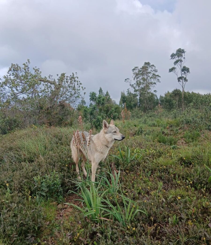 chiot chien loup tchécoslovaque de l'Orée du Loup à 1 an et demi