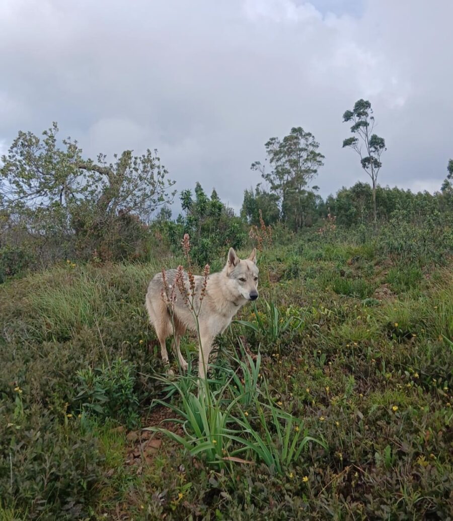 chiot chien loup tchécoslovaque de l'Orée du Loup à 1 an et demi