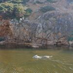 chiot chien loup tchécoslovaque de l'Orée du Loup à 1 an et demi nage