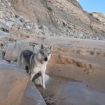 chiot chien loup tchécoslovaque de l'Orée du Loup à 1 an et demi à la mer